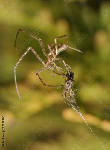 little spider with prey in a spider web