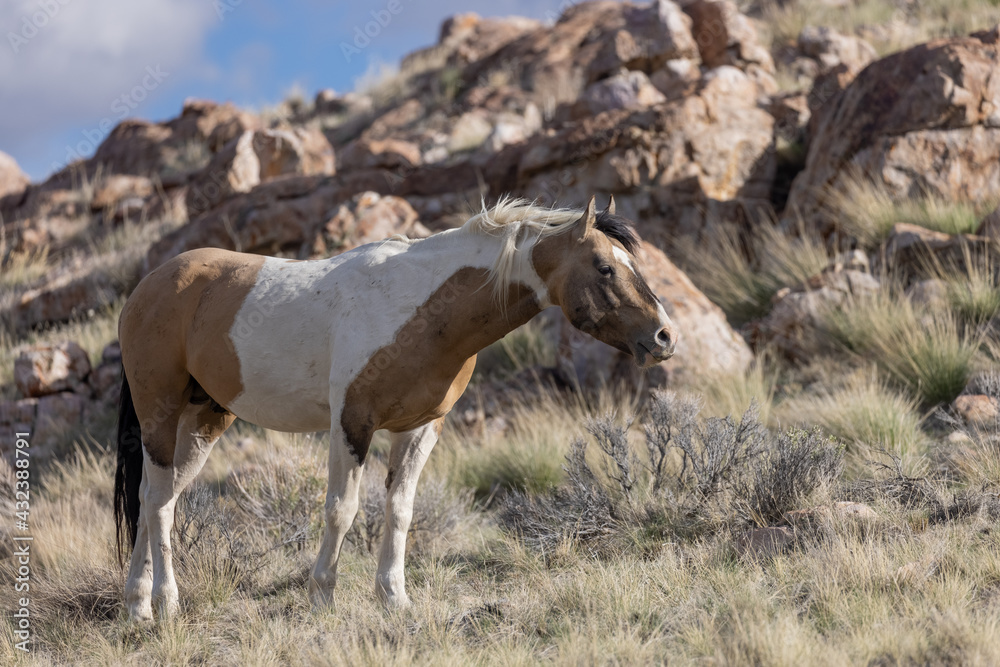 Wild Horse Stallion in the Utah Desert Wild Horse Stallion in the Utah Desert