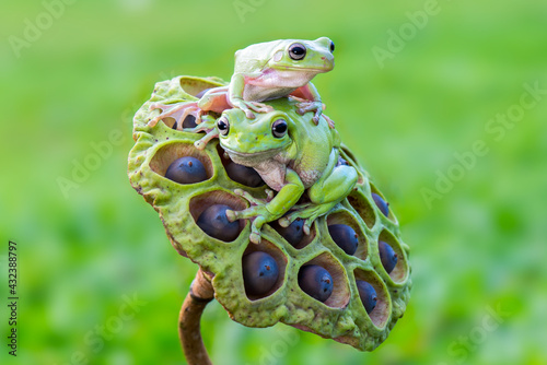 frog on a leaf