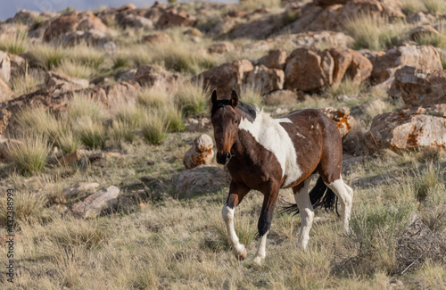 Wild Horse Stallion in the Utah Desert