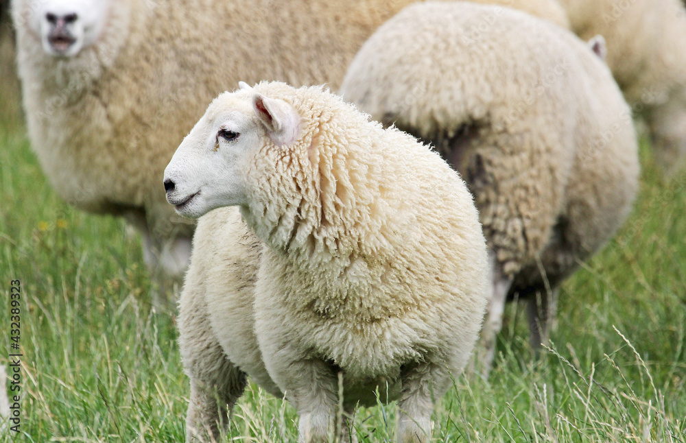 Young sheep in profile, New Zealand Young sheep in profile, New Zealand