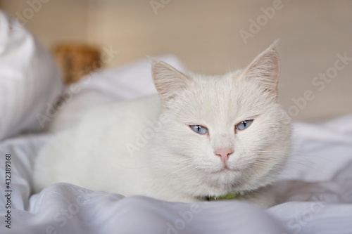 Adorable white Turkish Angora cat with blue eyes being lazy at home. Beautiful purebred longhair kitty. Close up, copy space, background.