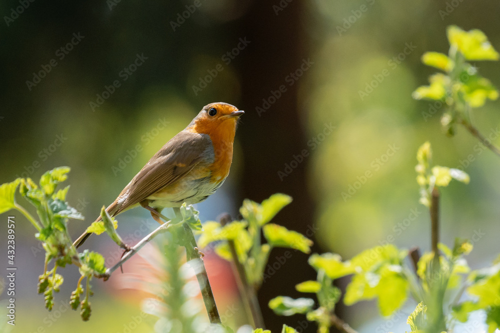 European robin on a branch in the garden.