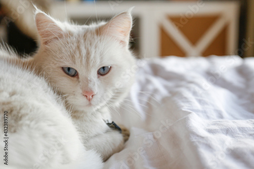 Adorable white Turkish Angora cat with blue eyes being lazy at home. Beautiful purebred longhair kitty. Close up, copy space, background.