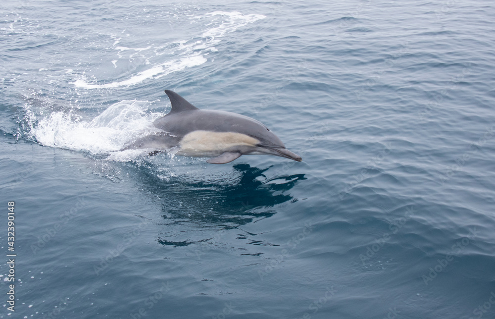 Fototapeta premium common dolphin jumping out of ocean