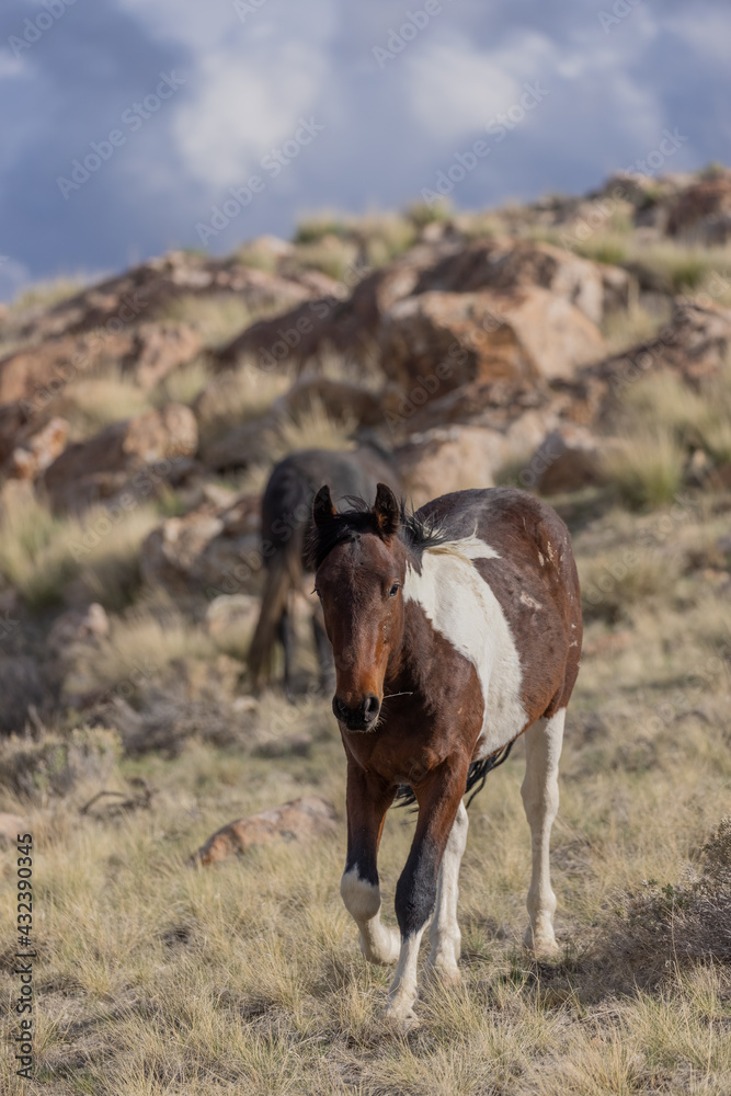 Wild Horse Stallion in the Utah Desert Wild Horse Stallion in the Utah Desert