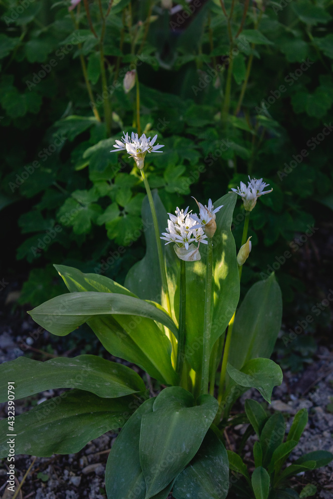 Obraz premium White flowers on a sunny spring day. Floral background of beautiful white flowers blooming in the garden on the background of green grass. Vertical image.