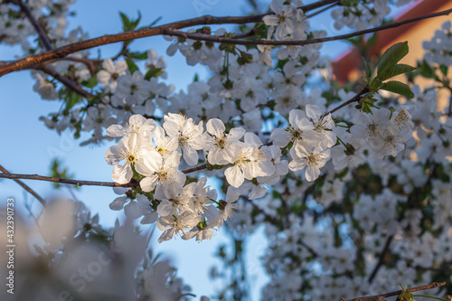 Foto Branches of cherry blossoms against the blue sky