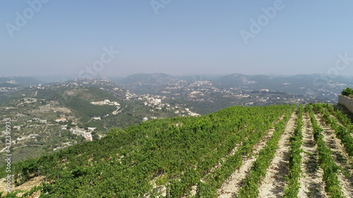 Vineyard close up. Summer season. Red wine in the making. Syrah, Cabernet sauvignon, Cabernet Franc, Merlot. Wine tasting. Family business in the mountains. Wine lovers. Vineyard walk. Sunny day