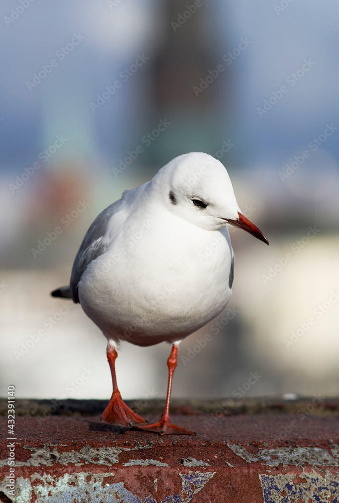 Obraz premium Nahaufnahme Möwe vor unscharfem Hintergrund
