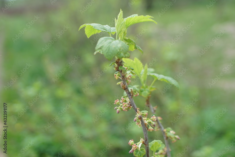 currant branch with flowering in spring currant branch with flowering in spring