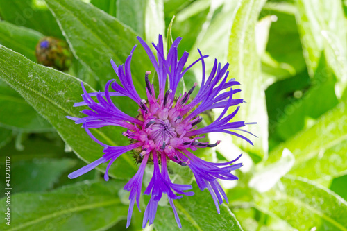 Chardon étoilé centaure fleur pourpre épineux	 photo