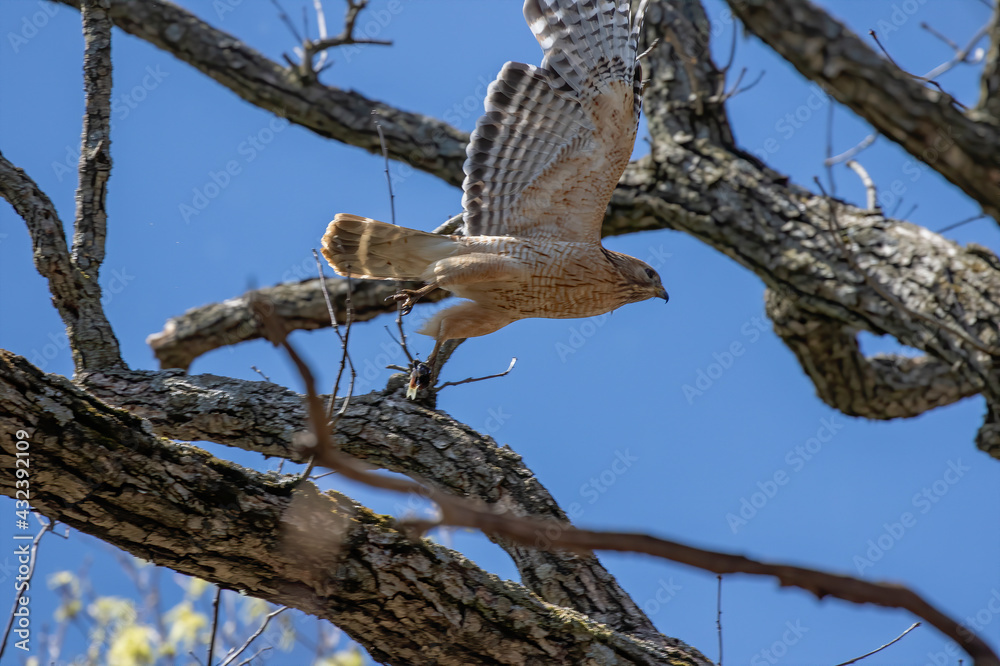 The Red-shouldered Hawk (buteo lineatus) ,male brings food to the nest. The Red-shouldered Hawk (buteo lineatus) ,male brings food to the nest.
