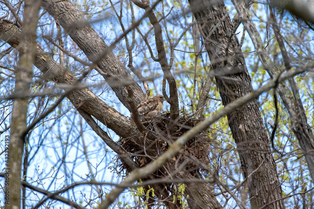 The Red-shouldered Hawk (buteo lineatus) female on the nest The Red-shouldered Hawk (buteo lineatus) female on the nest