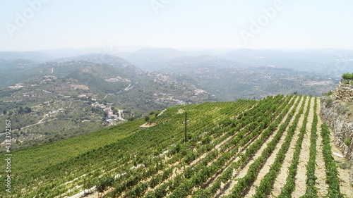 Vineyard with christian cross view. Summer season. Red wine in the making. Syrah  Cabernet sauvignon  Cabernet Franc  Merlot. Wine tasting. Family business in the mountains. Wine lovers. Vineyard walk