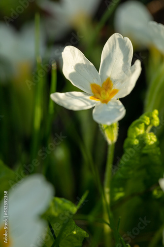 White small flower among the grass. A beautiful flower illuminated by the sunset light. Flower with raindrops.
