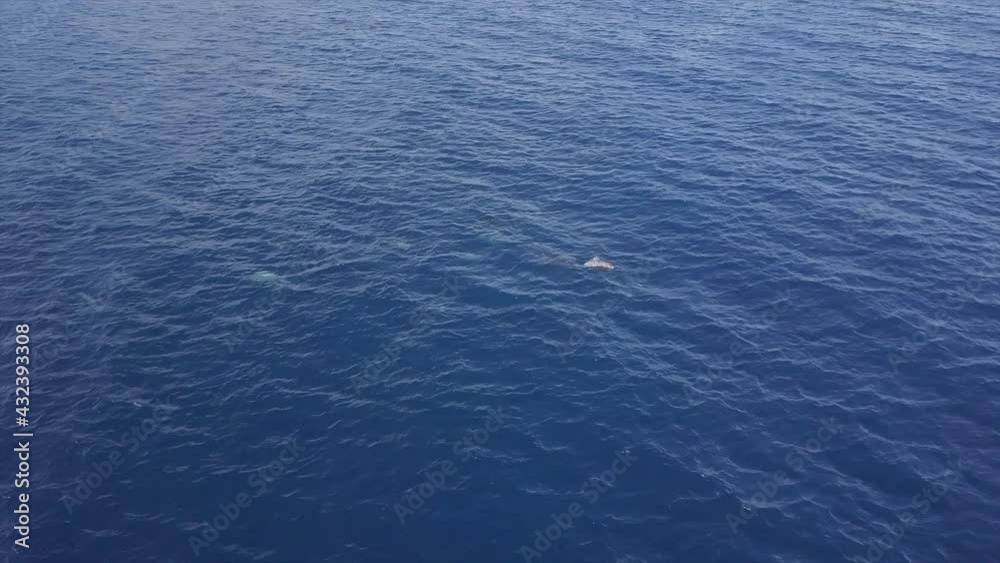 Aerial Panning Shot Of Dolphins Swimming In Blue Sea, Drone Flying Over Seascape - South Male Atoll, Maldives Aerial Panning Shot Of Dolphins Swimming In Blue Sea, Drone Flying Over Seascape - South Male Atoll, Maldives