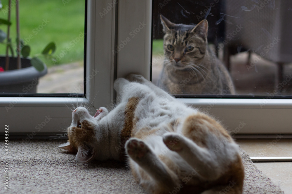 An orange cat is yawning while a tabby cat is sitting behind a window.
