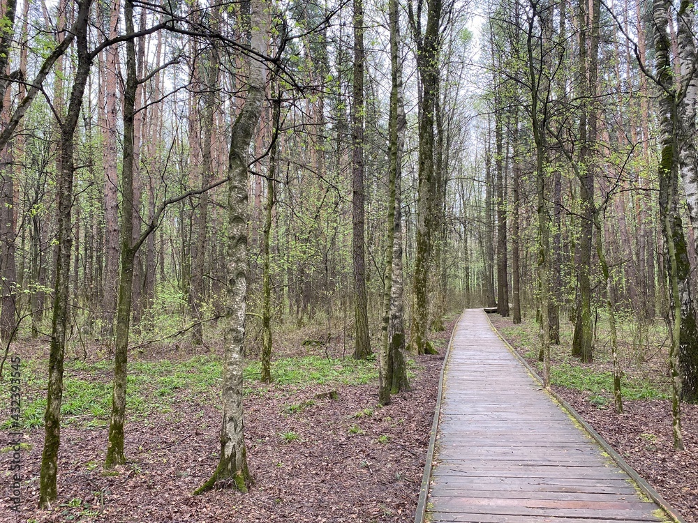 Spring forest after rain, wooden old trail, Spring forest after rain, wooden old trail,
