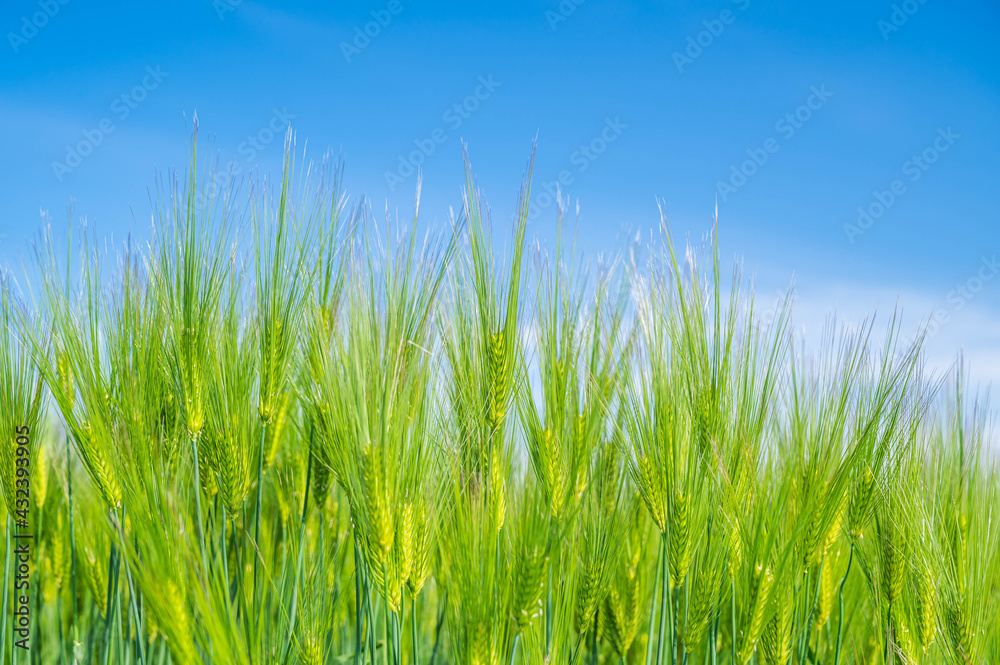 青空と大麦