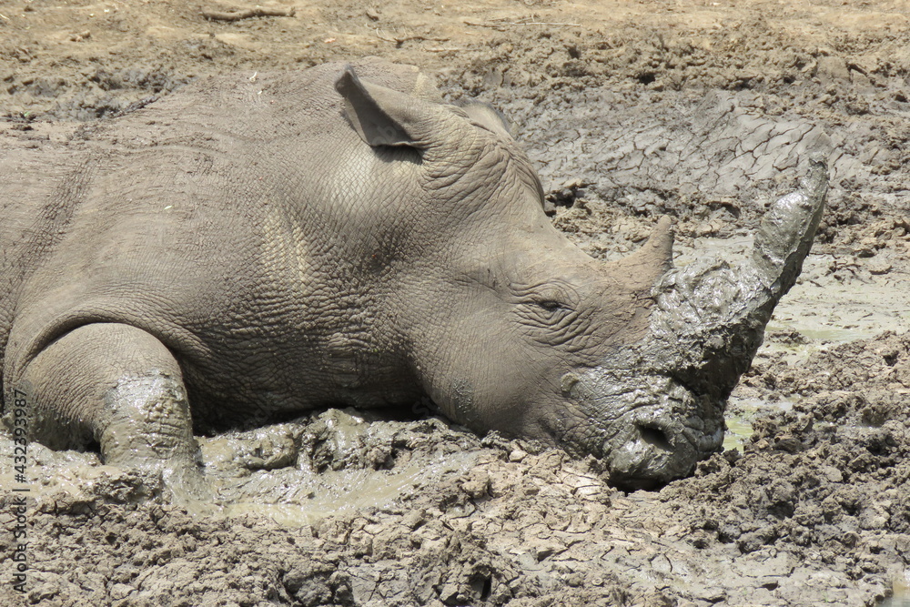Fototapeta premium Mud portrait