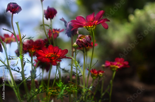 Red daisies at dusk.