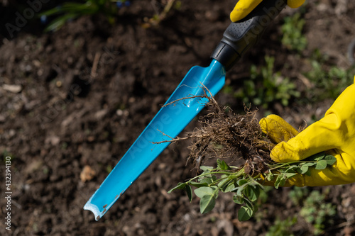 A gardener picks up weeds from the garden with a spatula