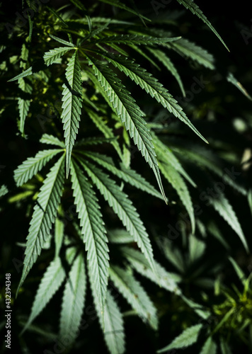 Brightly lit cannabis plant on a dark natural background. Selective focus.