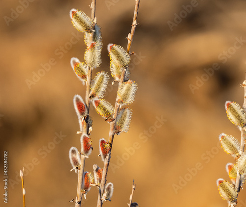 Pussy Willow Blooming in the Spring photo