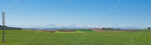 View of cereal fields and olive trees on a sunny spring day between the Andalusian provinces of Jaén and Granada with the snow-capped peaks of Sierra Nevada in the background