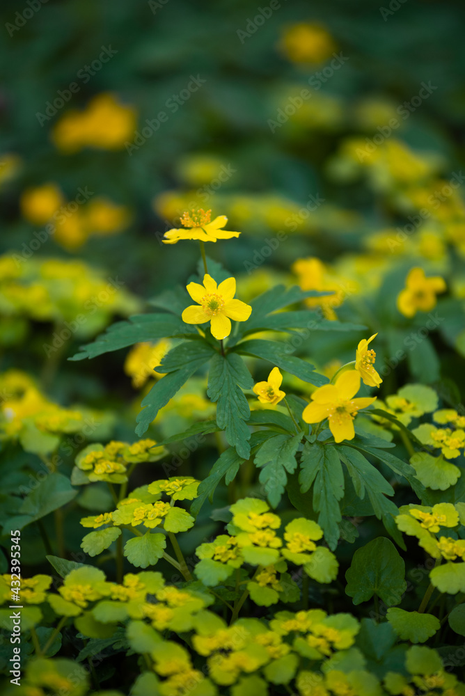 Obraz premium Blooming of Chrysosplenium alternifolium and Yellow wood Anemone in spring forest