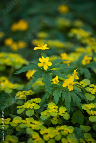 Blooming of Chrysosplenium alternifolium and Yellow wood Anemone in spring forest