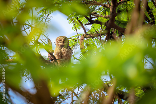 Indian eagle owl or rock eagle owl