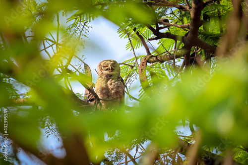 Indian eagle owl or rock eagle owl