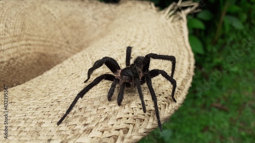 spider on the hat