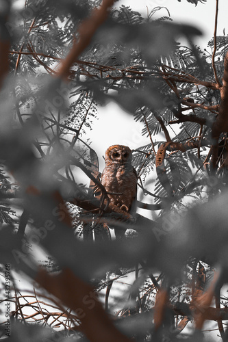 Indian eagle owl or rock eagle owl