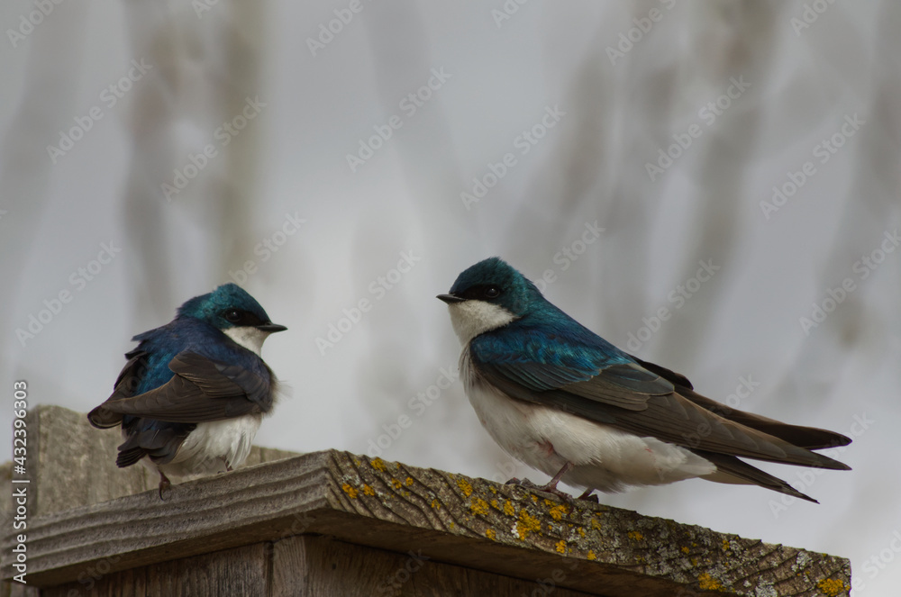 Obraz premium A Tree Swallow Couple on a Birdhouse