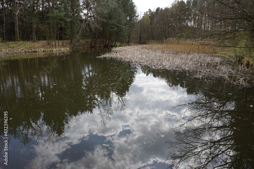 The forest in Grochowa, Poland photo