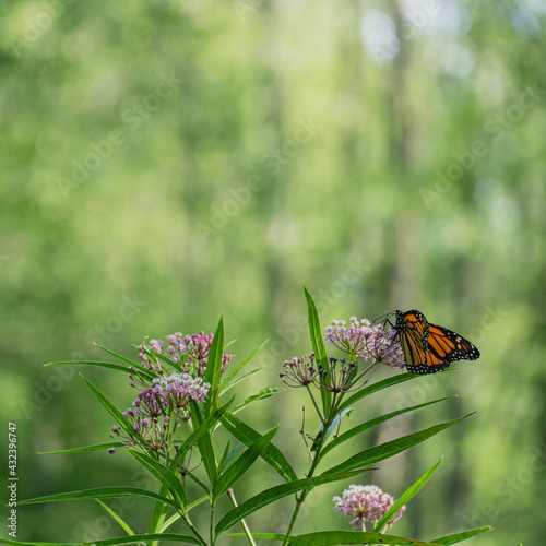 Selective focus shot of a patterned butterfly sitting on the pink asclepias fascicularis flowers photo