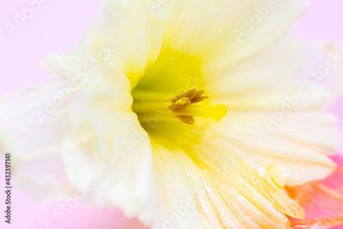 White-yellow narcissus on the pink background. Close up  macro photo. Beautiful spring flowers. Natural wallpaper.