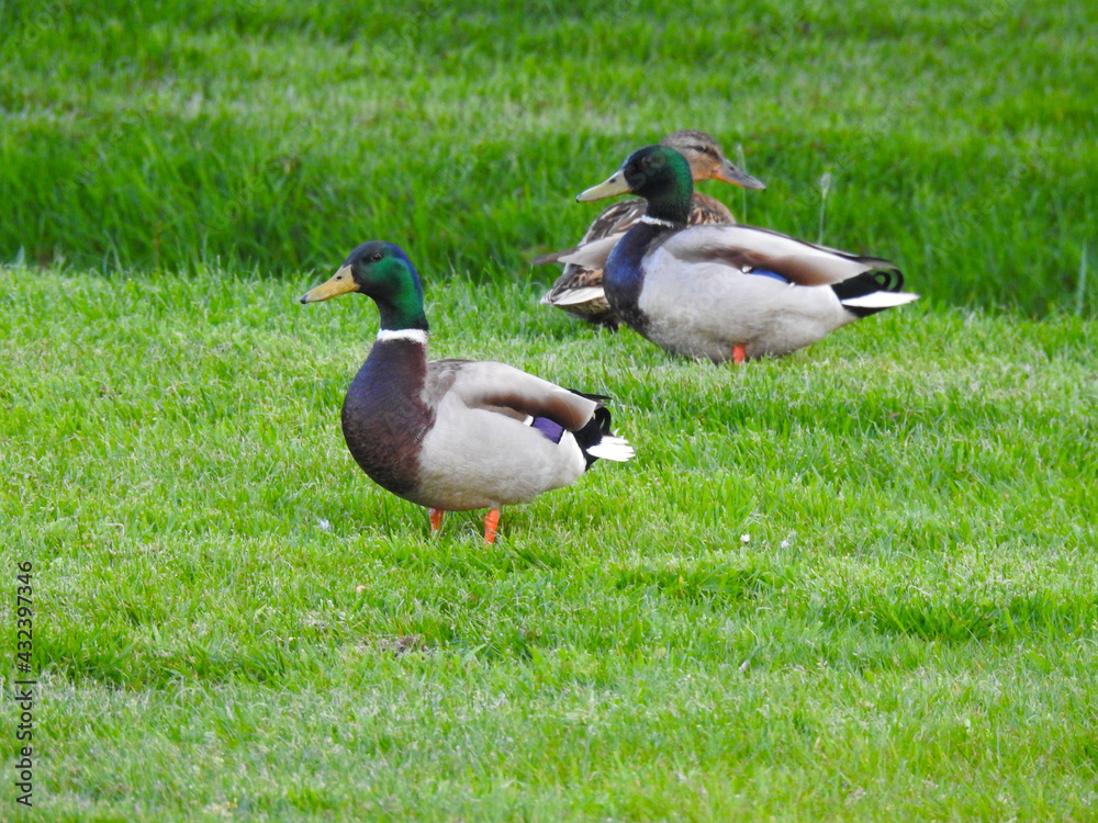 The ducks standing on the grass The ducks standing on the grass
