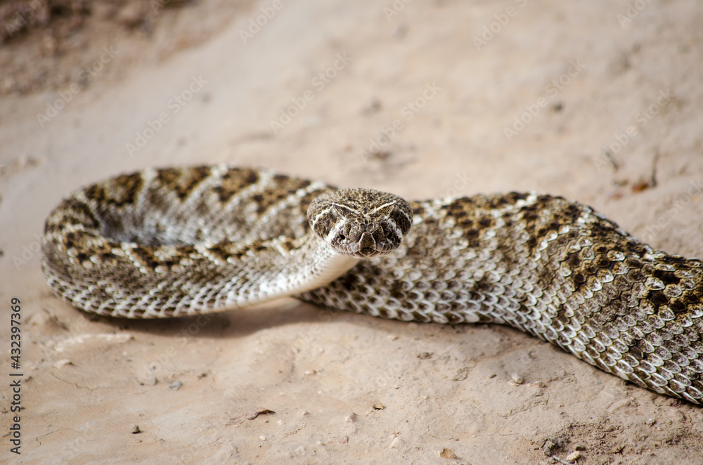 Crotalus atrox