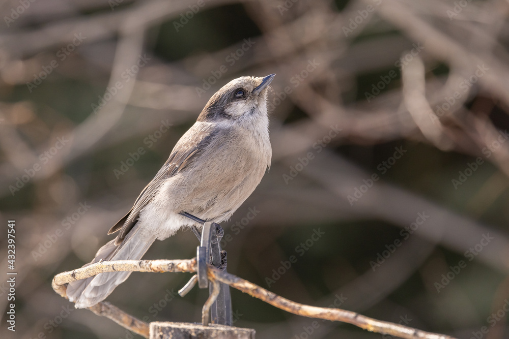 Gray Jay, Canada jay, Camp Robber, Whiskey Jack Gray Jay, Canada jay, Camp Robber, Whiskey Jack