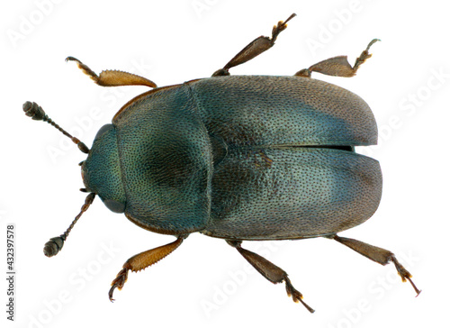 Brassicogethes (formerly  Meligethes) aeneus is an abundant pollen beetle. It is an important pest of oilseed rape. Isolated on white background. photo