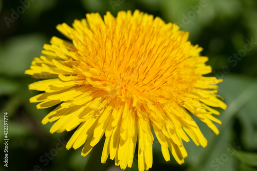 Blooming yellow dandelion macro