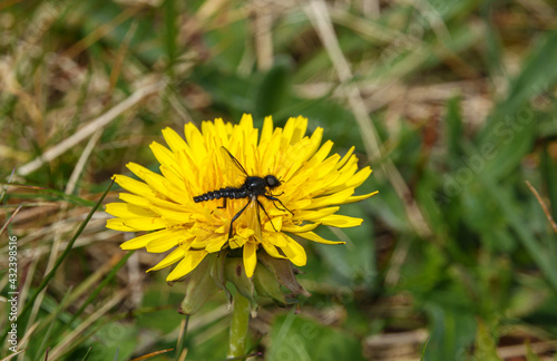 closeup macro of a black wasp on a bright yellow dandelion flower bloom