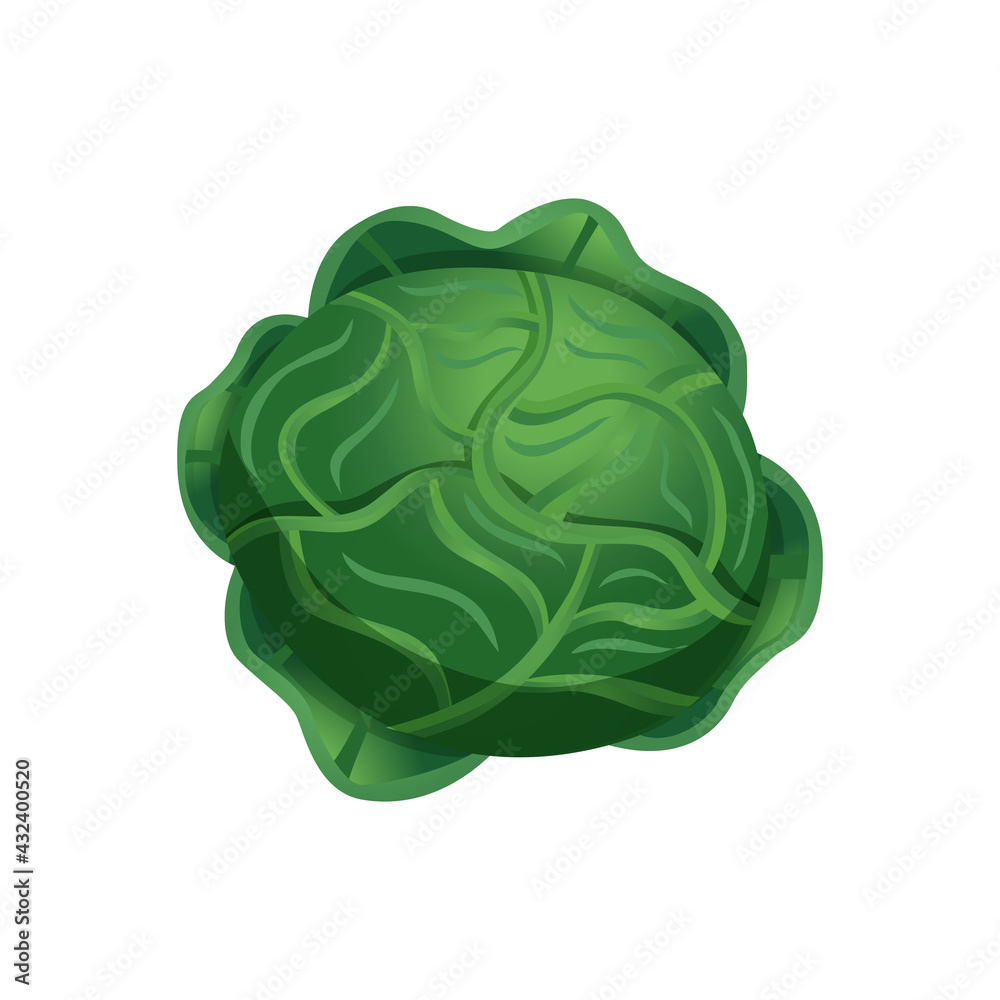 Cabbage Head Food Composition Cabbage Head Food Composition
