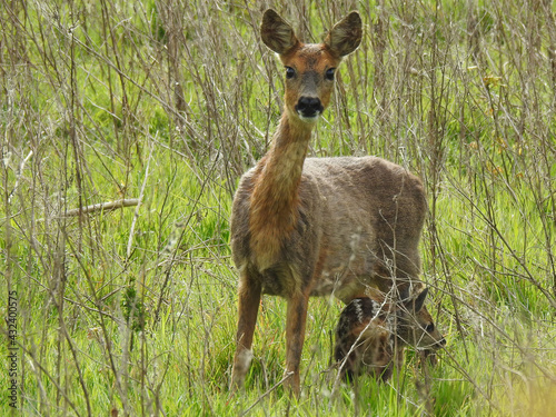 A deer in a clearing with a young deer