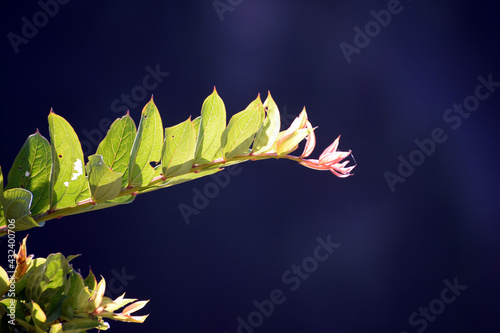 Beautiful picture of green leaf on branch. Selective focus, Selective Focus On Subject, Background Blur