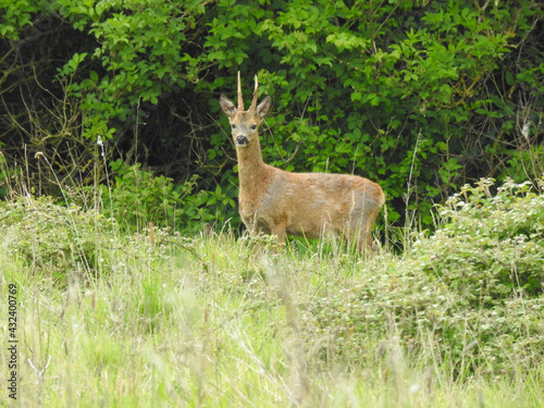 Roe deer in the clearing